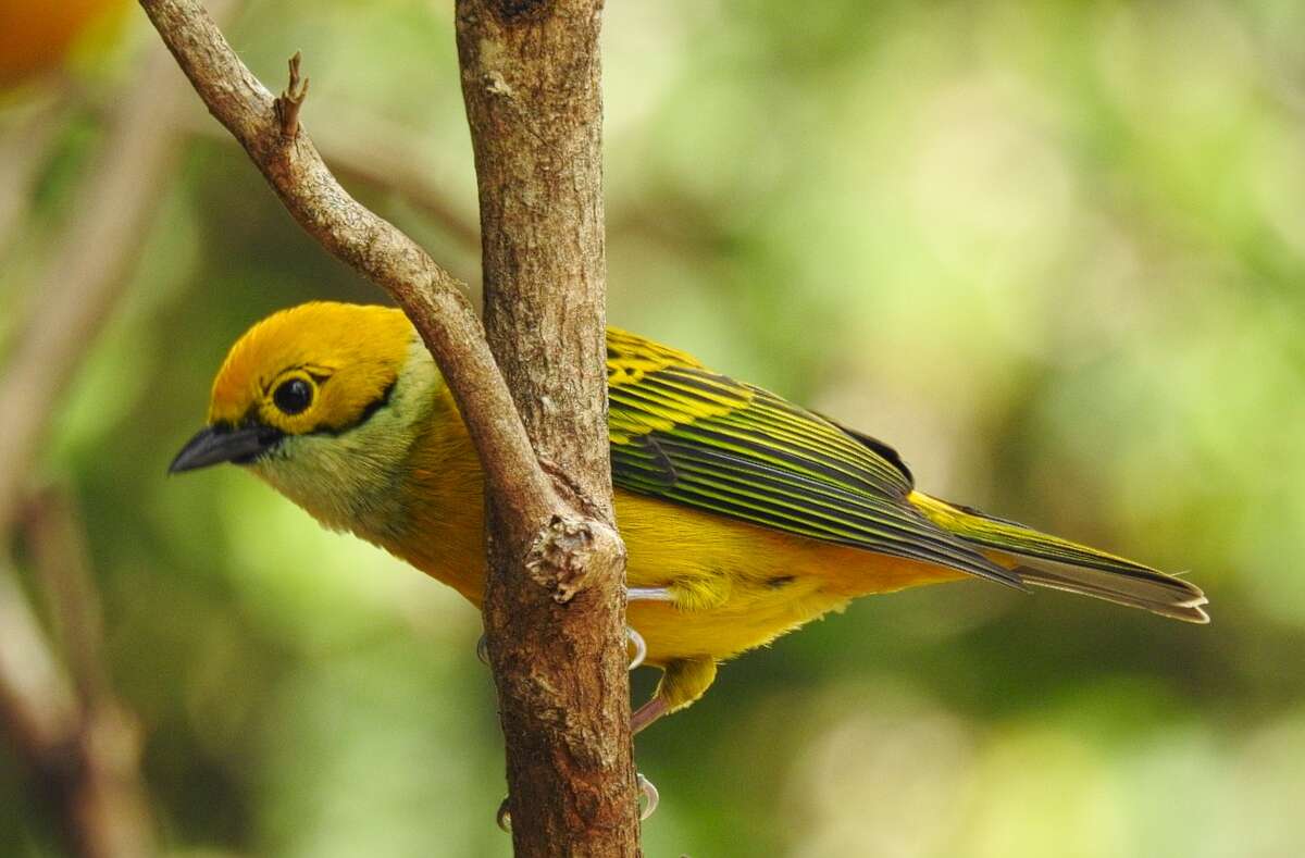 Image of Silver-throated Tanager