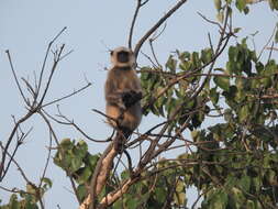 Image of Dussumier's Malabar Langur