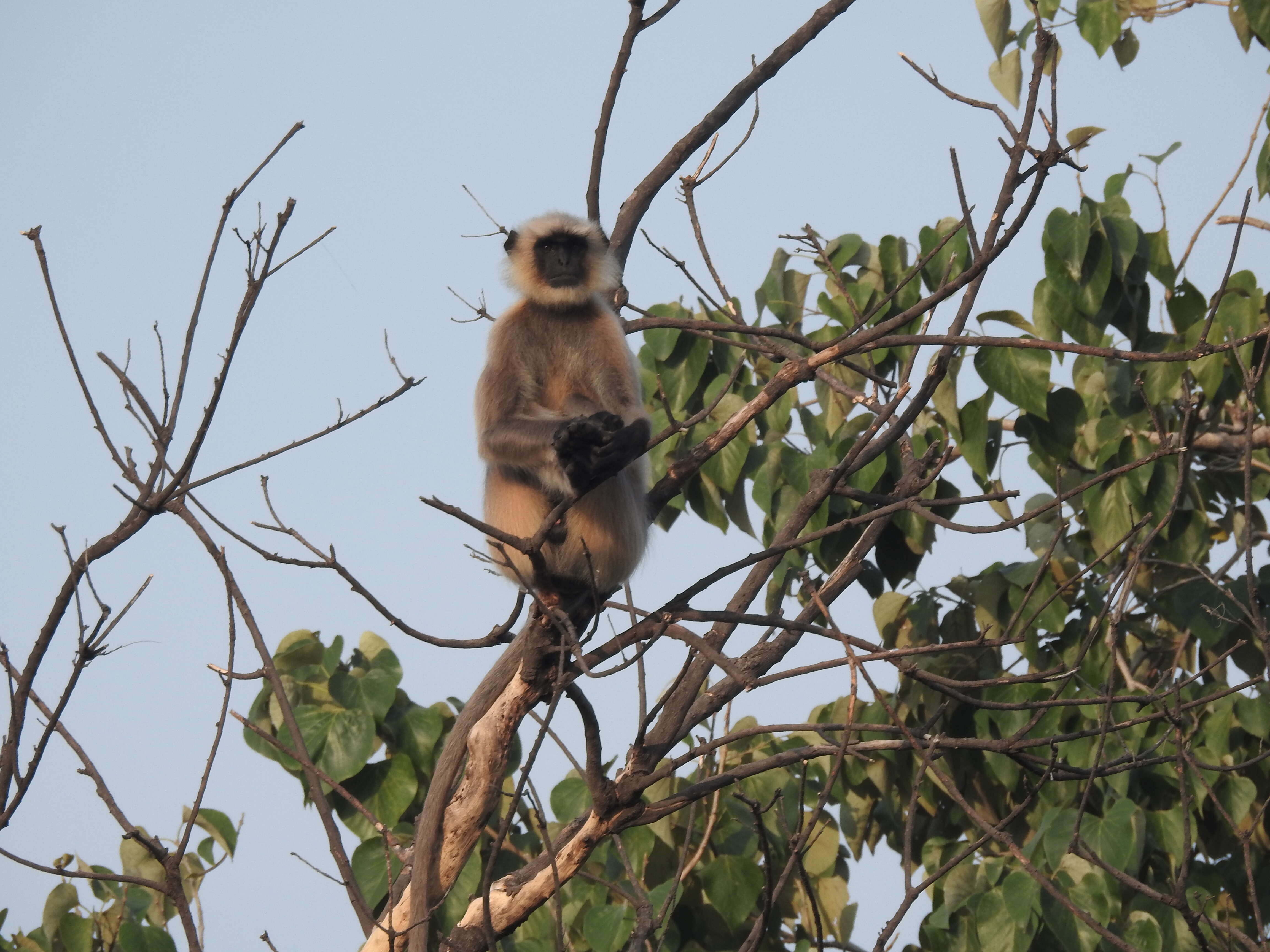 صورة Semnopithecus hypoleucos Blyth 1841