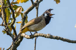 Image of Himalayan Bulbul