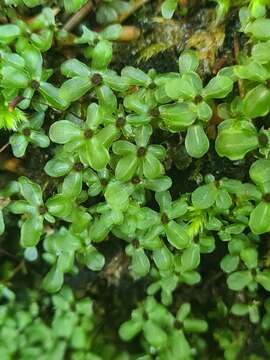 Image of Dotted Thyme-moss