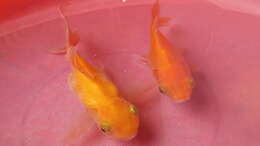 Image of Goldfish