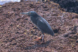 Image de Héron des Galapagos