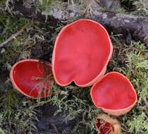 Image of Ruby elfcup