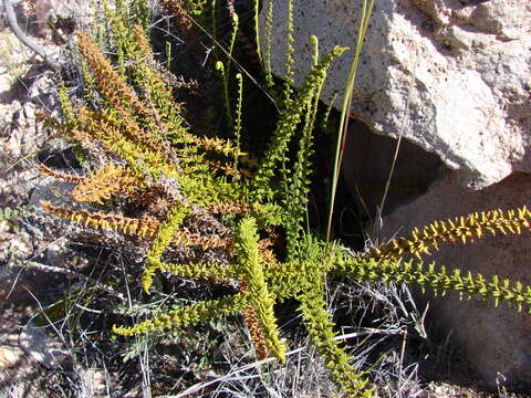 Image of golden lipfern