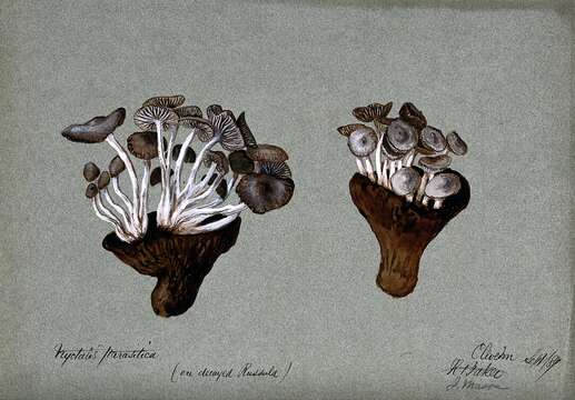 Image of Asterophora parasitica (Bull.) Singer 1951