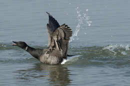 Image of Brant Goose