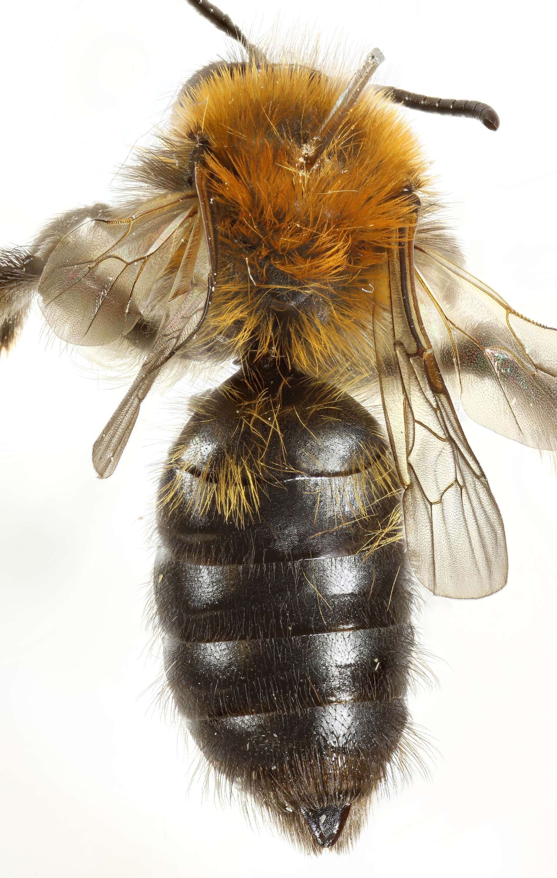 Image of Andrena lapponica Zetterstedt 1838