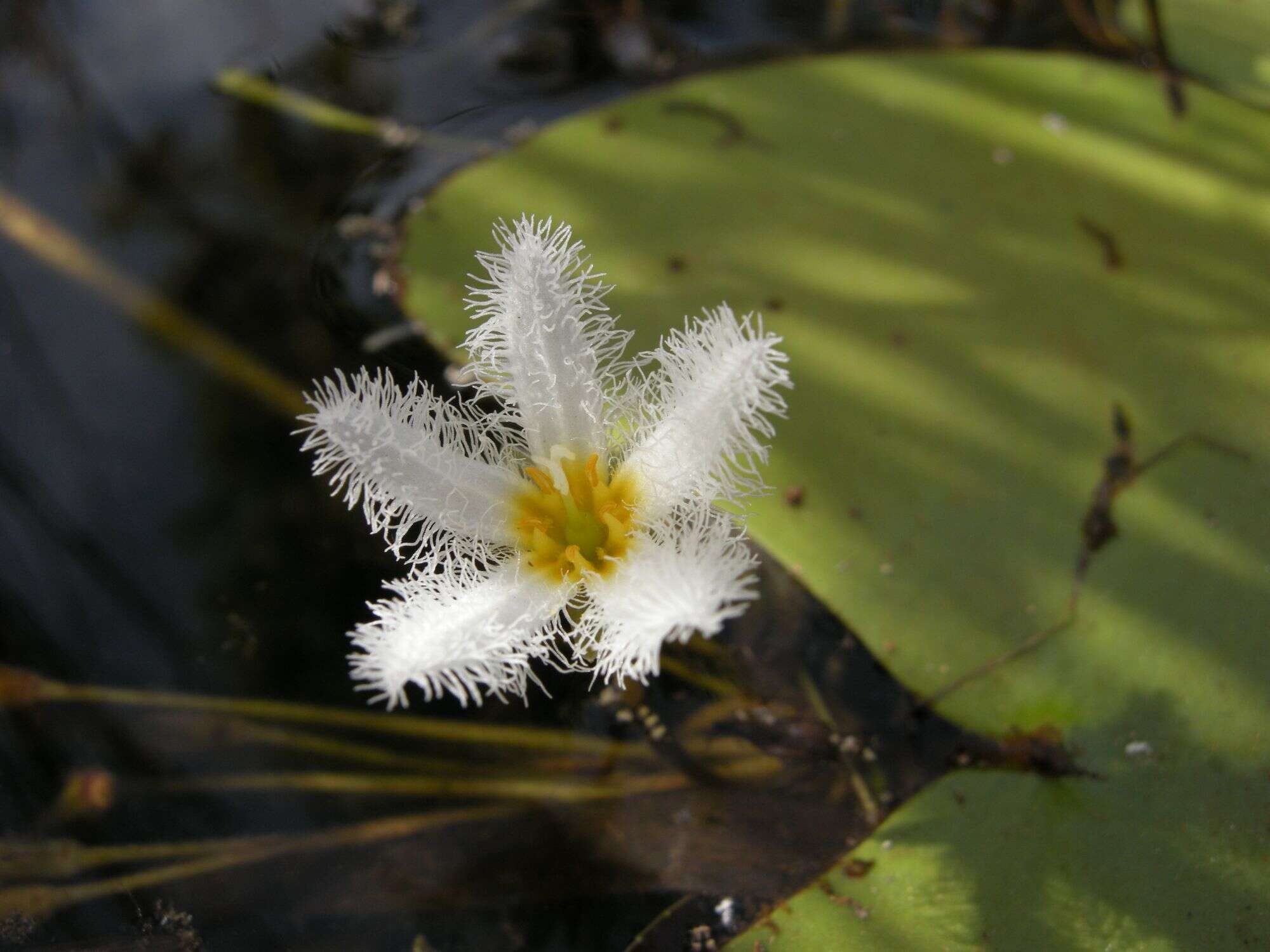 Image of Water-snowflake