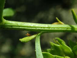 Plancia ëd Iberis umbellata L.