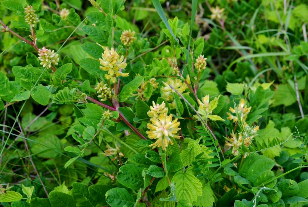 Image of licorice milkvetch