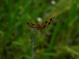 Celithemis eponina (Drury 1773) resmi