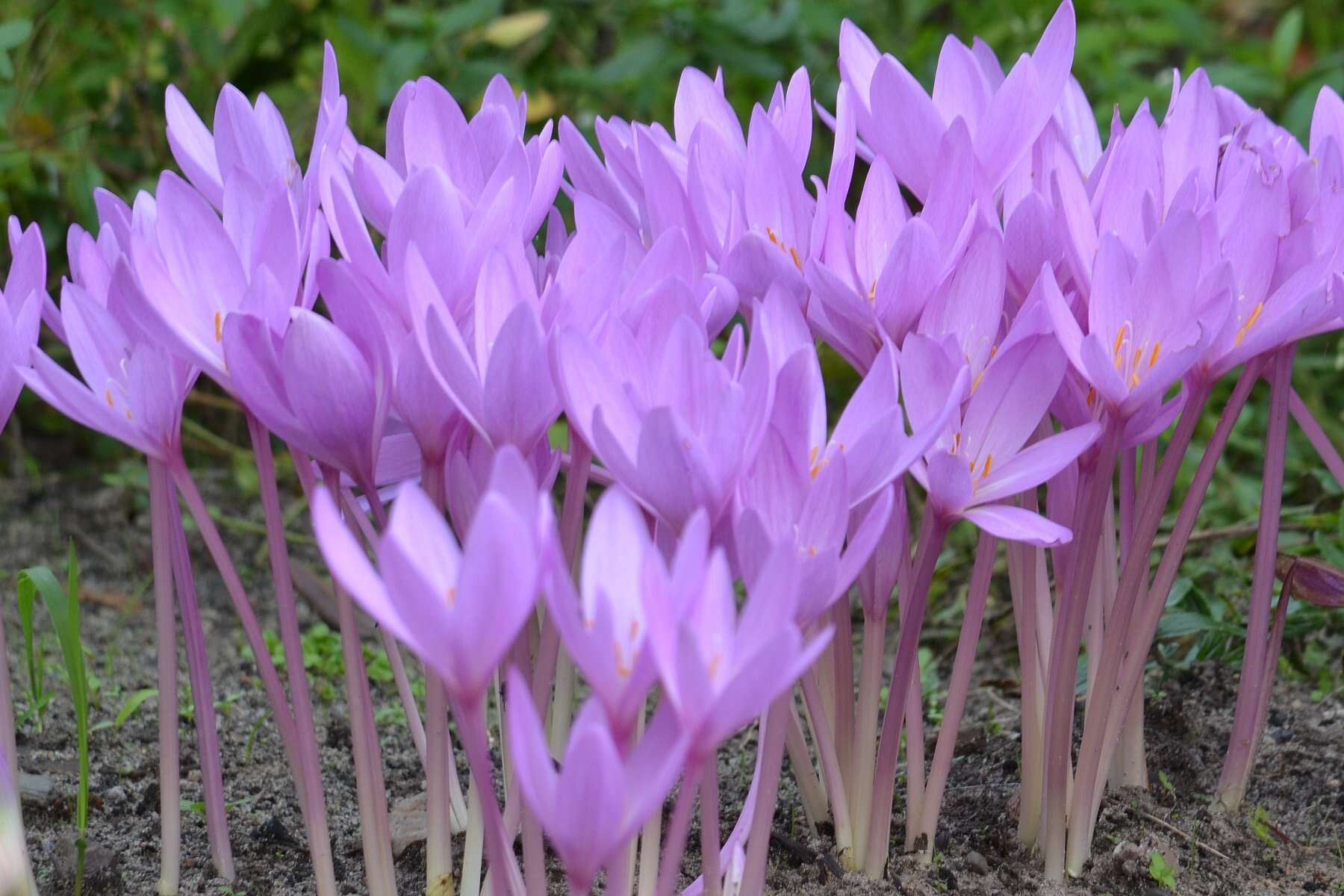 Image of Autumn crocus