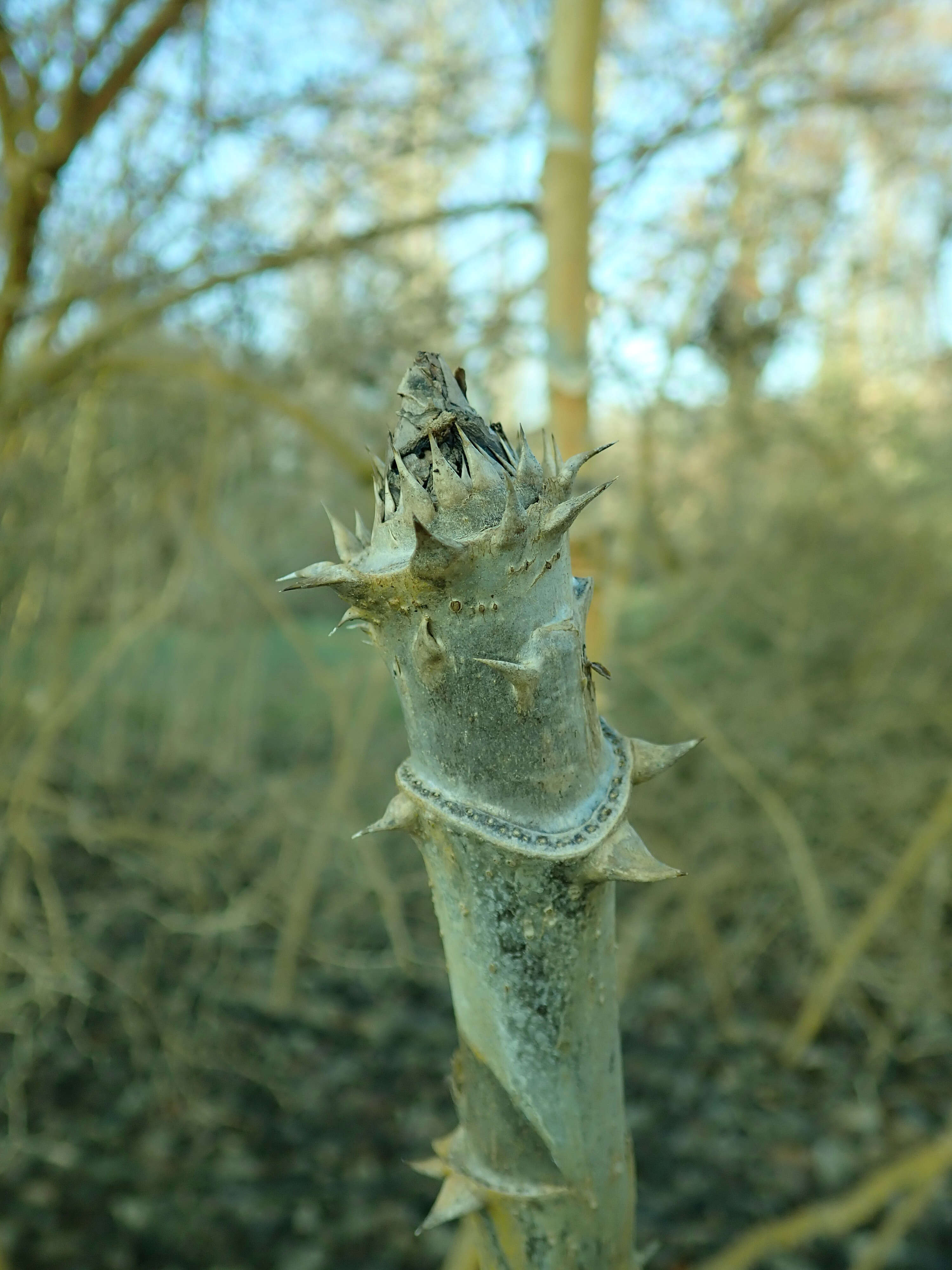 Image of Aralia stipulata Franch.