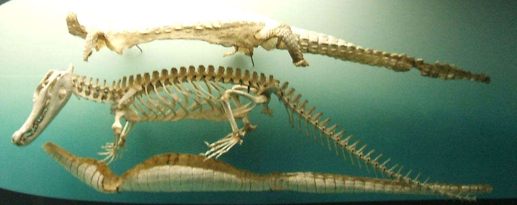 Image of Melanosuchus