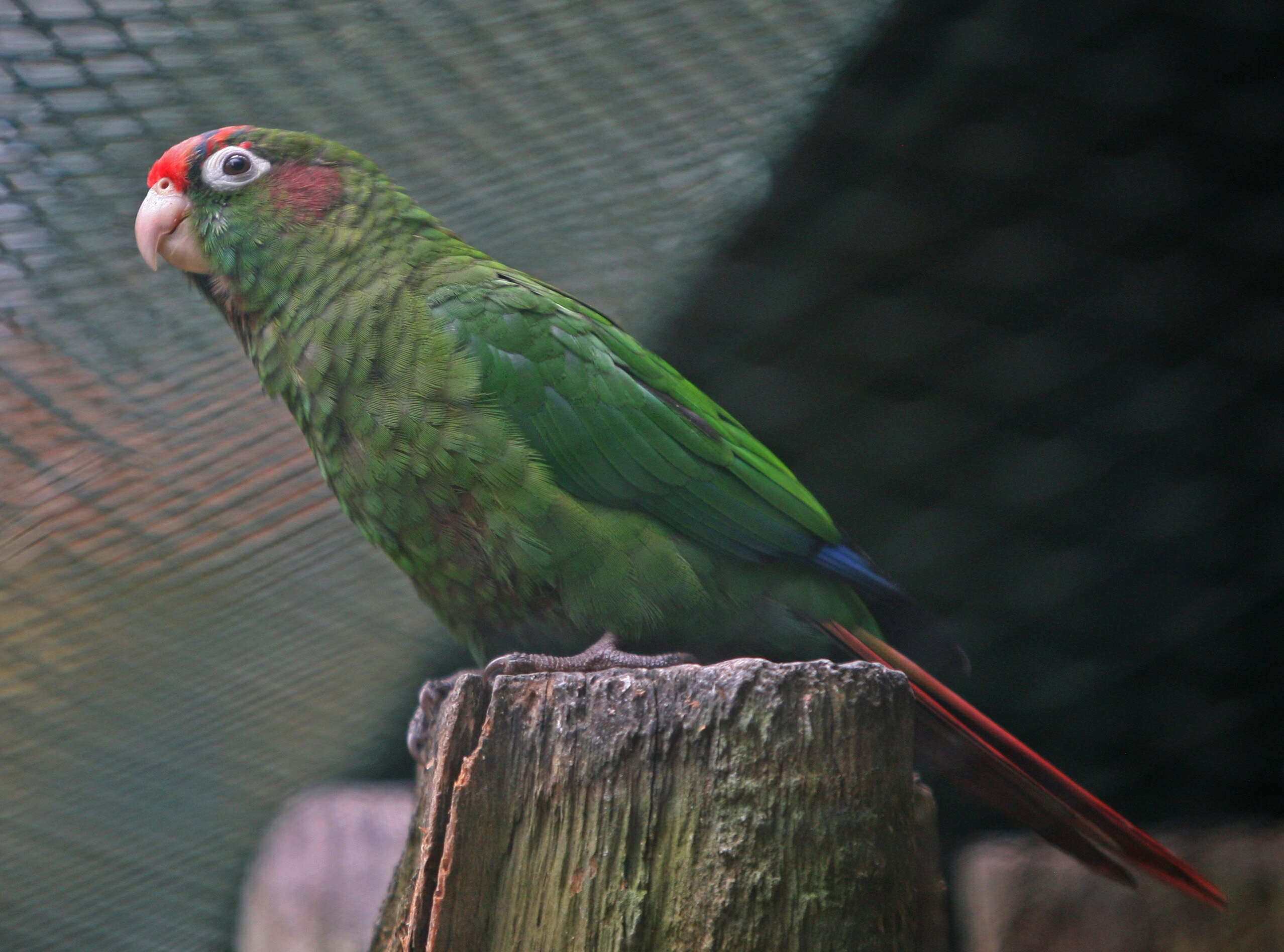 Image of Rose-crowned Conure