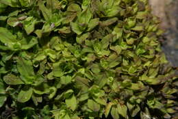 Image of Wideleaf Tortula Moss