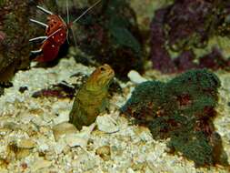 Image of jawfishes