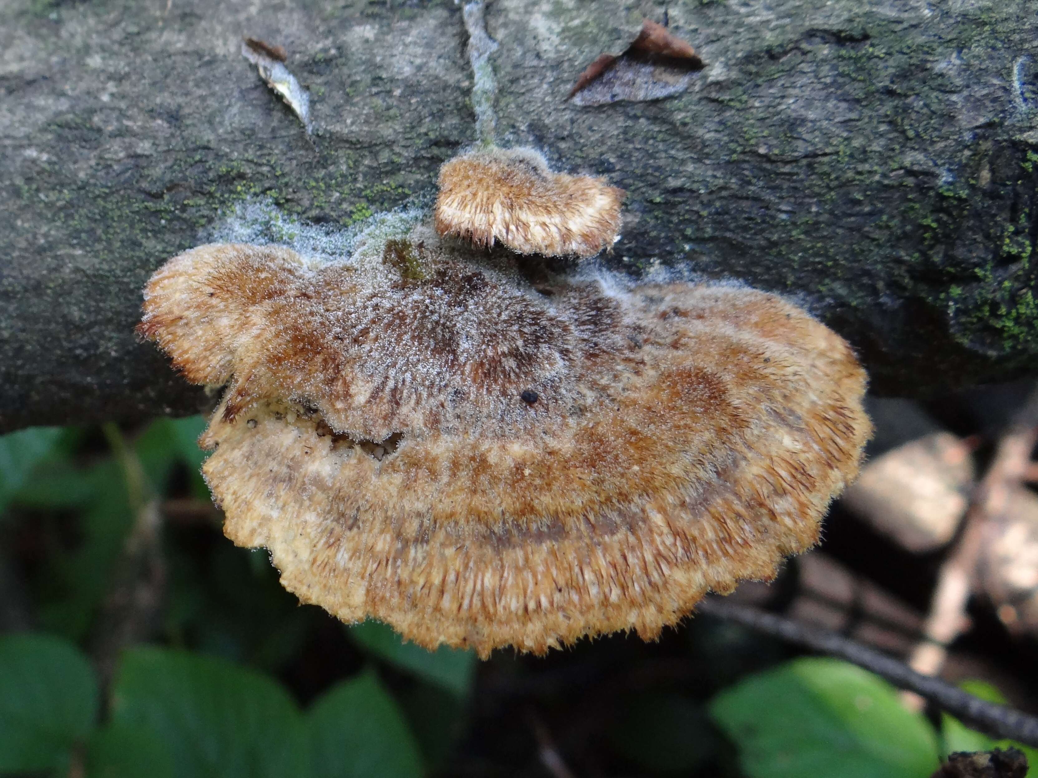 Image of Trametes trogii Berk. 1850