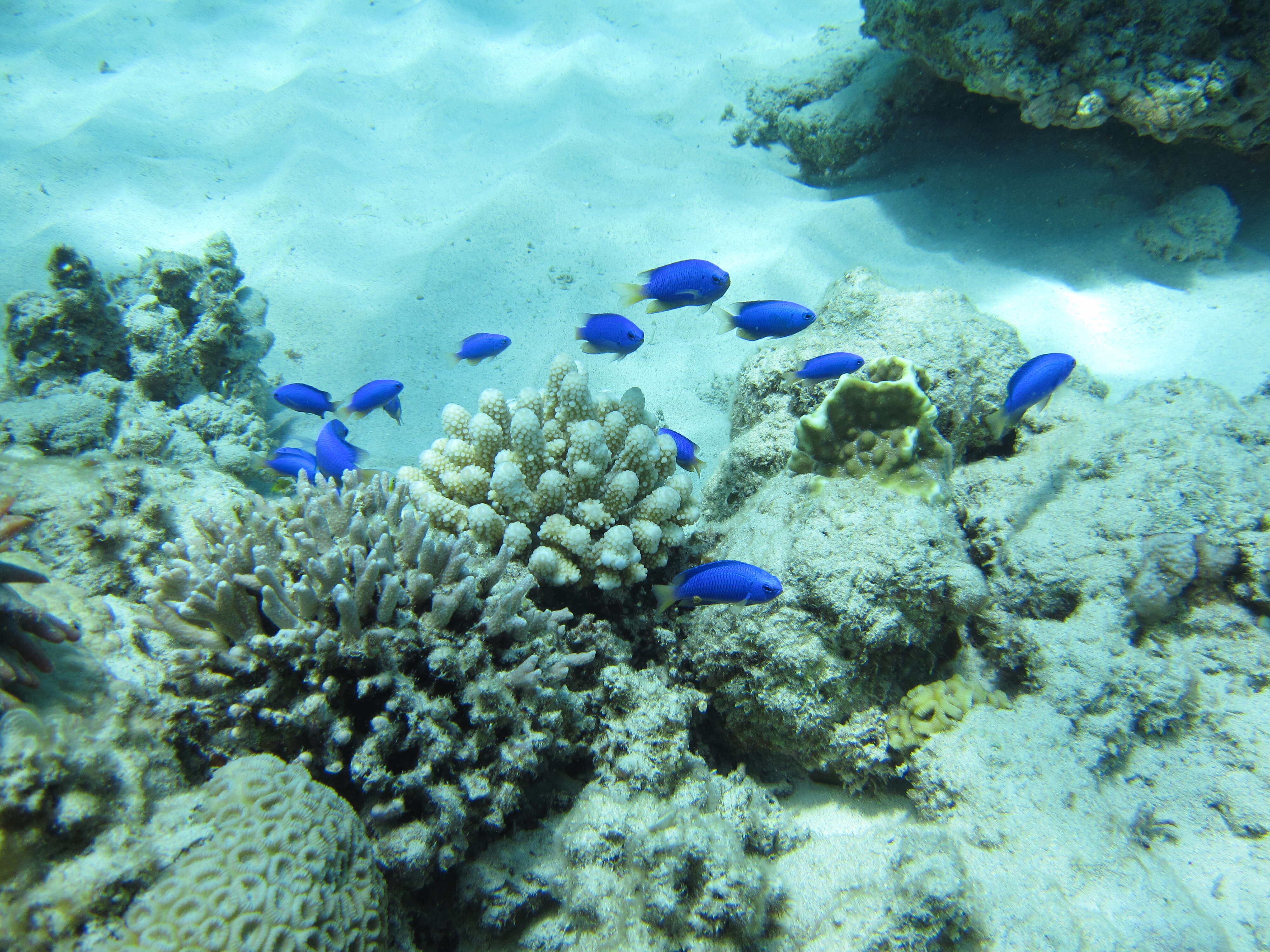 Image de Demoiselle bleue