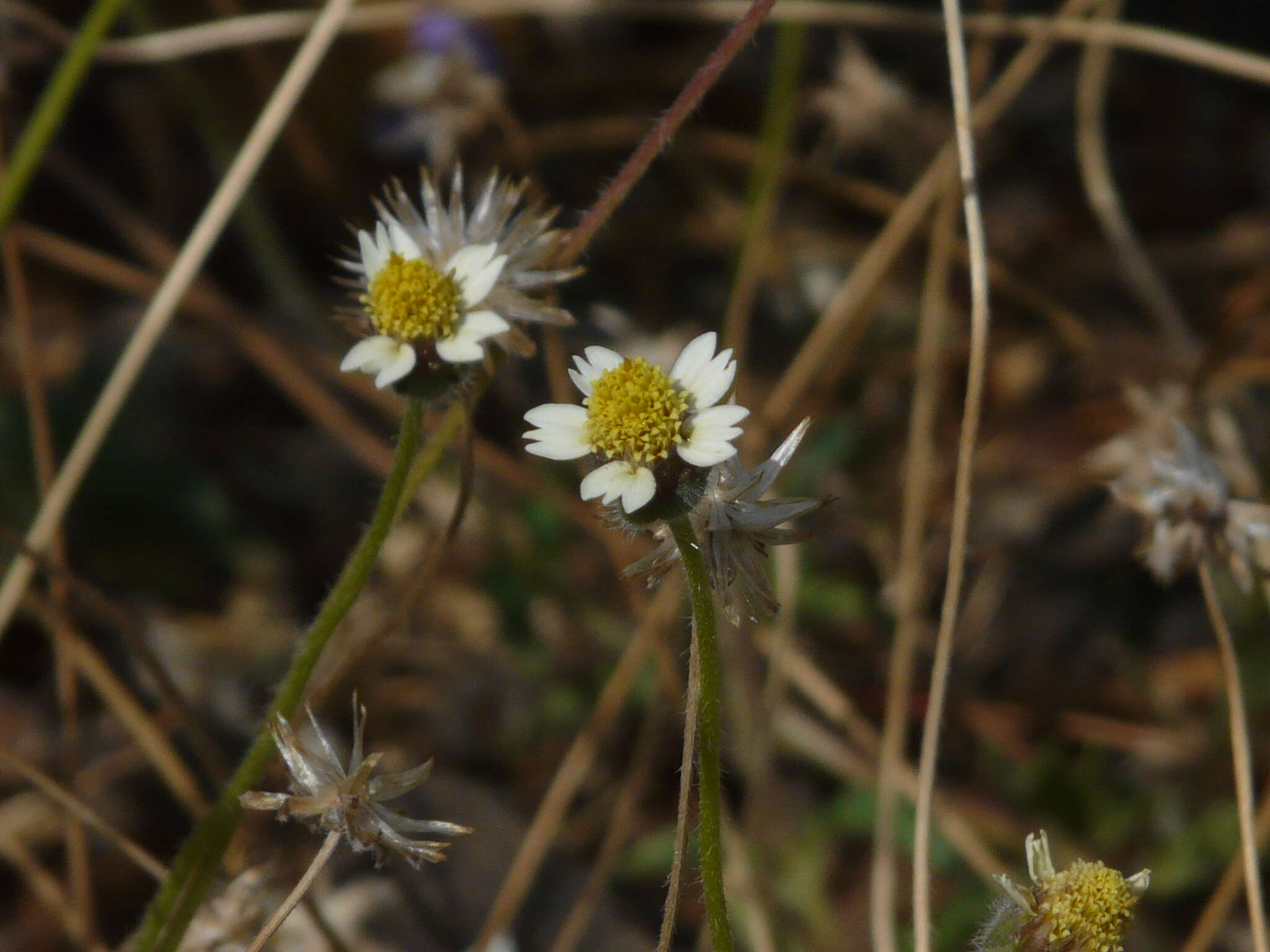 Image de Tridax procumbens L.