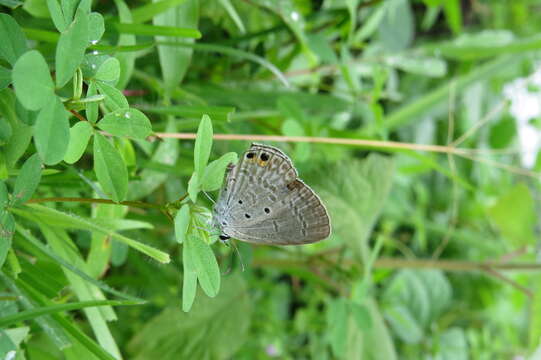 صورة Euchrysops cnejus (Fabricius 1798)