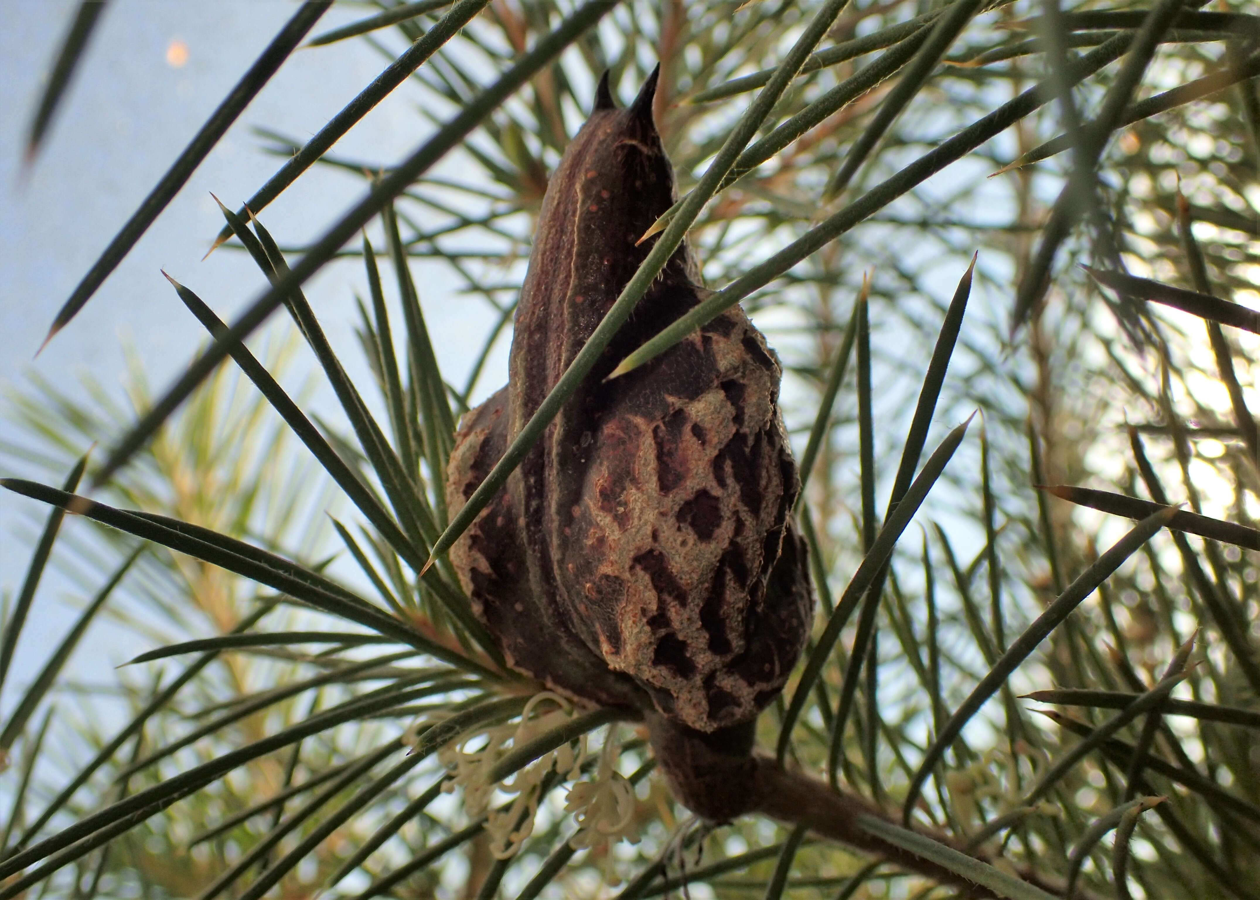 Image of Hakea leucoptera R. Br.