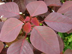 Image of Mexican shrubby spurge