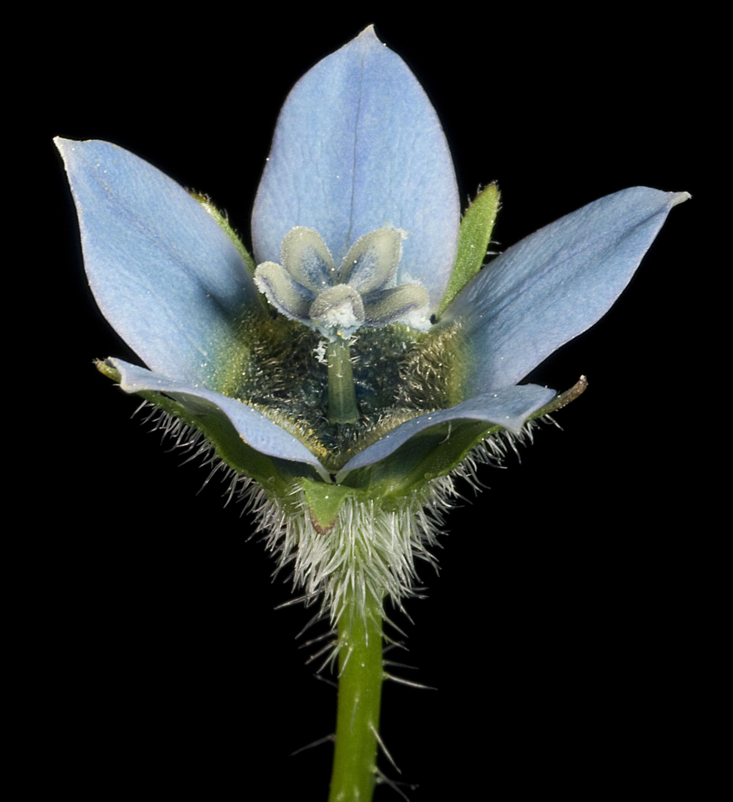 صورة Wahlenbergia capensis (L.) A. DC.