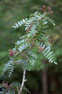 Image of Sorbus foliolosa (Wall.) Spach