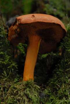 Imagem de Chalciporus piperatus