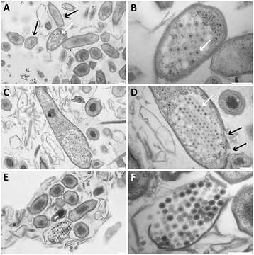 Image of Purple Bacteria & relatives