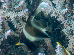 Image de Poisson cocher du Pacifique