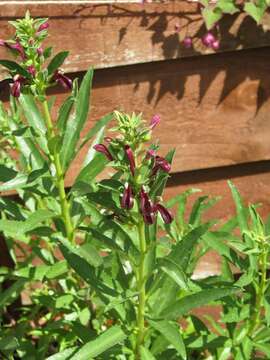 Image de Lobelia polyphylla Hook. & Arn.