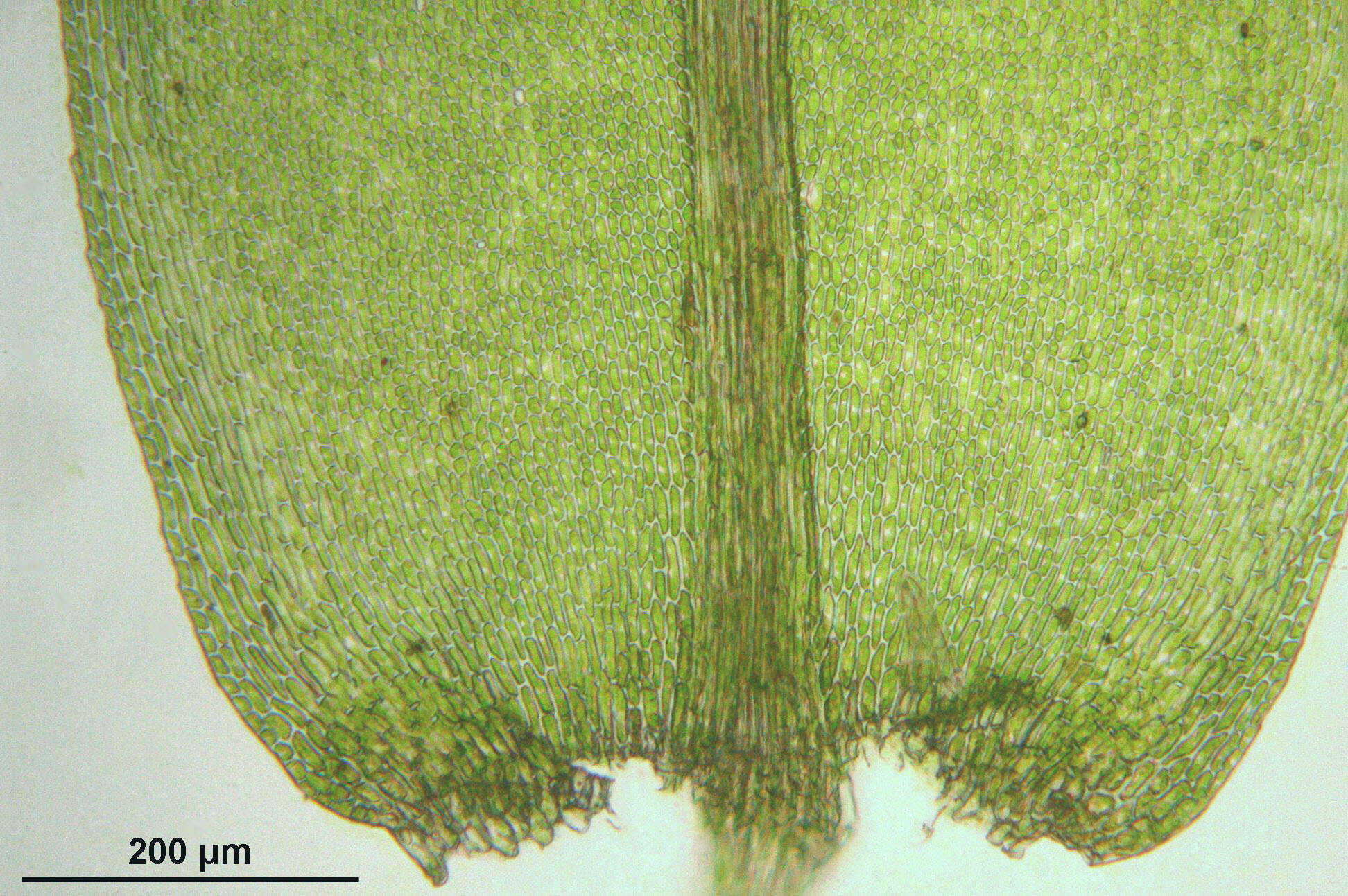 Image of Fox-tail Feather-moss
