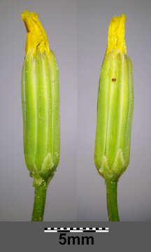 Image of smallflower hawksbeard