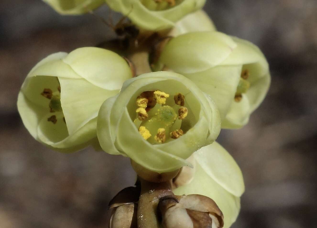 Image of Stachyurus praecox Sieb. & Zucc.