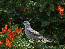 Image of Northern Mockingbird