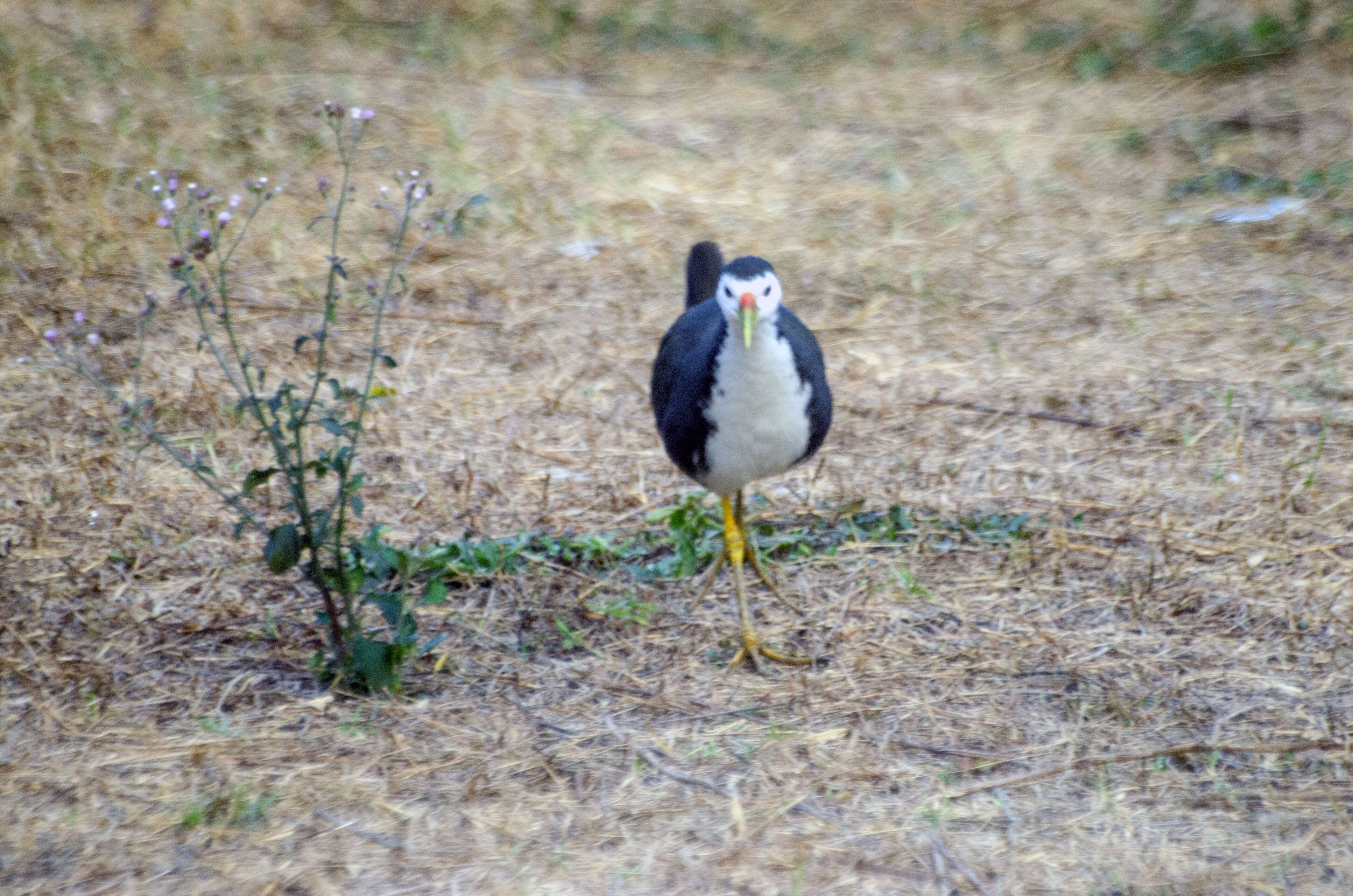 Image of White-breasted Waterhen