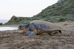 Image of Caretta