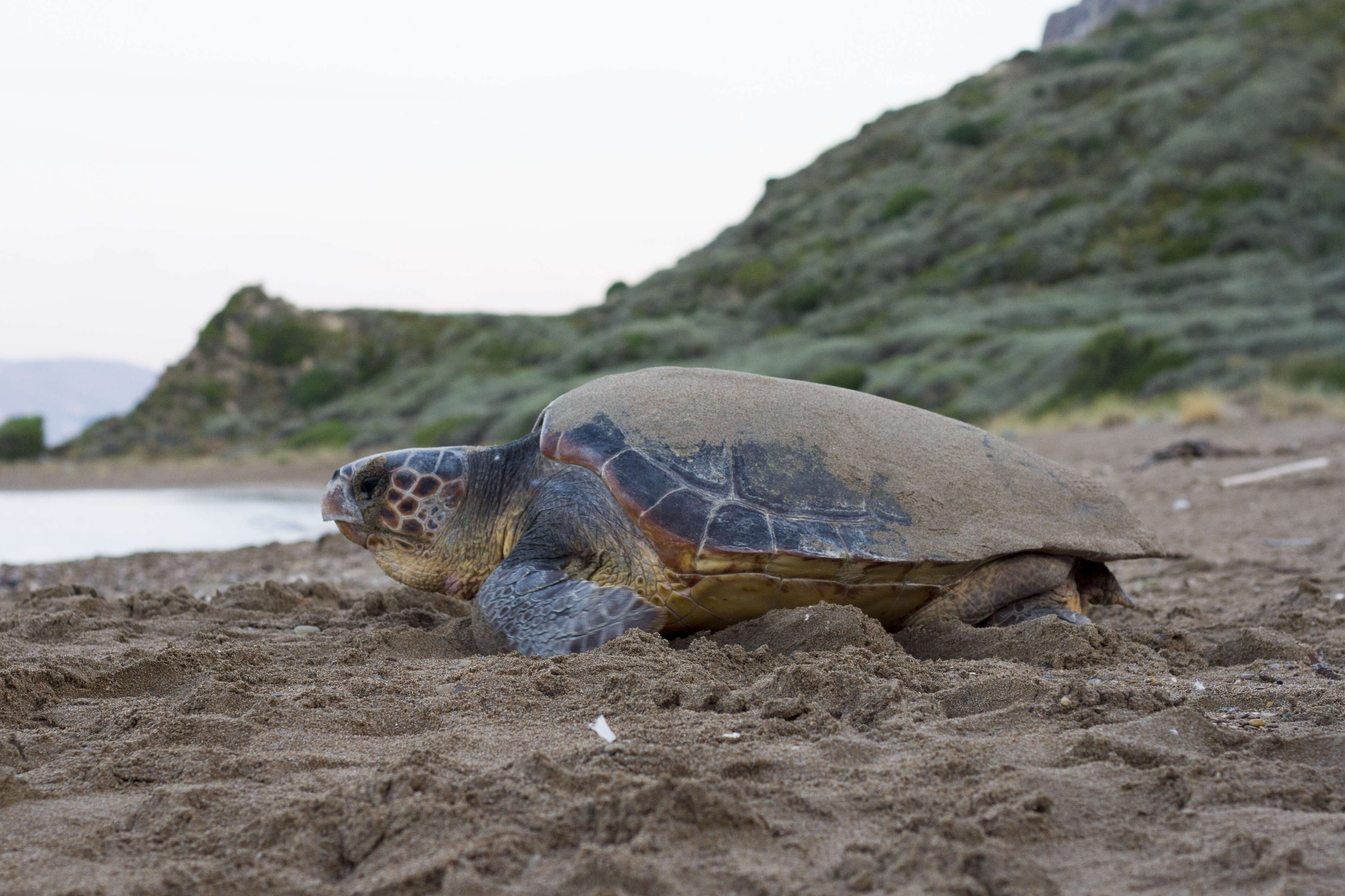 Image of Caretta