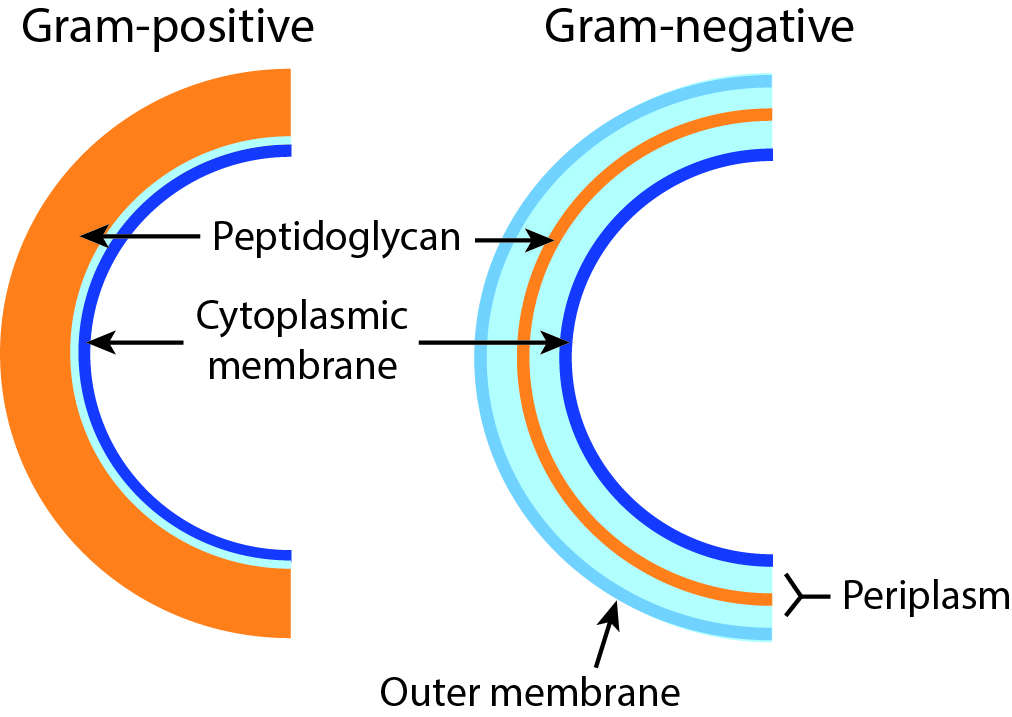 Image of Bacteria