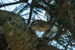 Image of Golden-crowned Kinglet