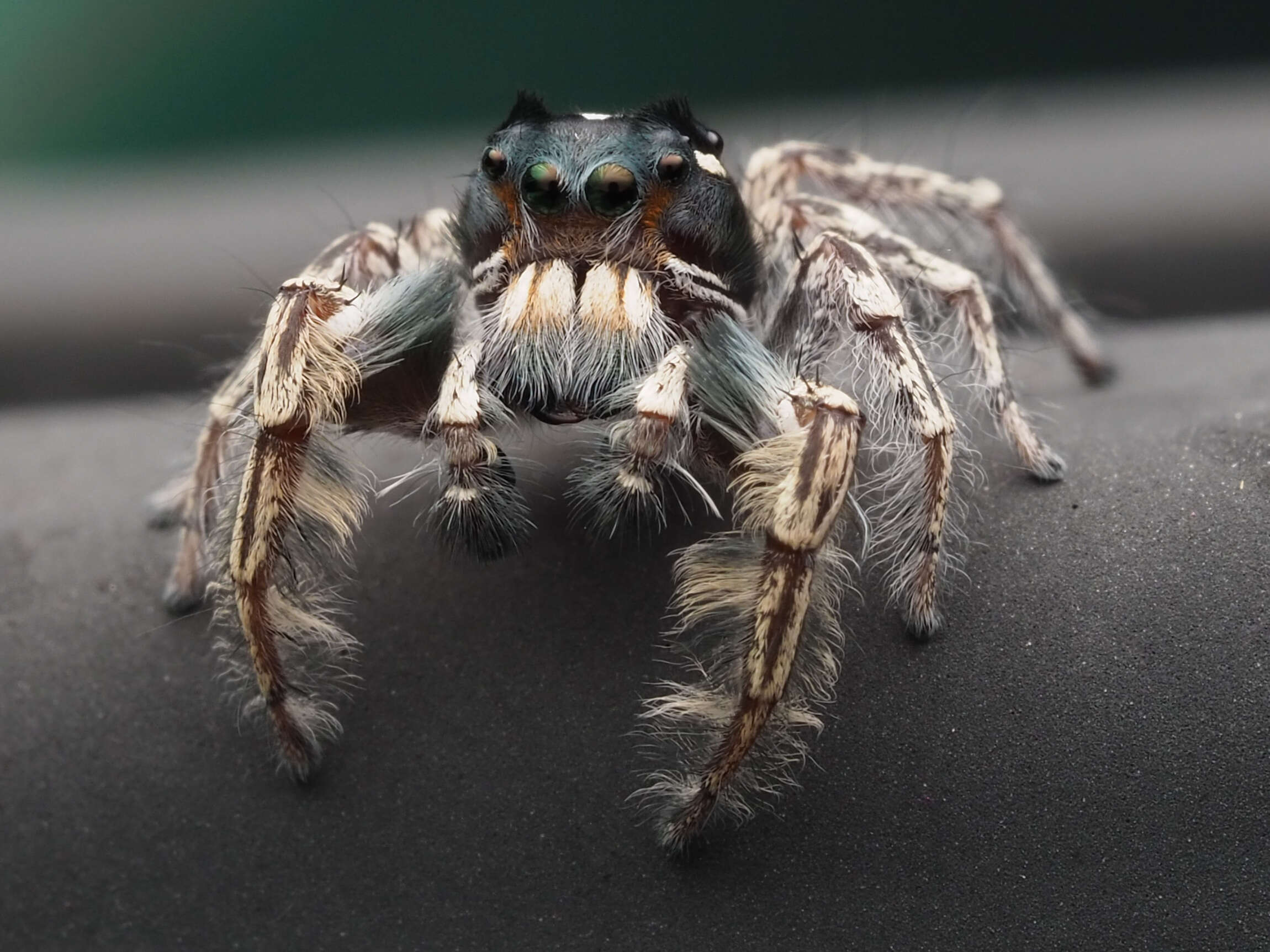 Image of Phidippus putnami (Peckham & Peckham 1883)