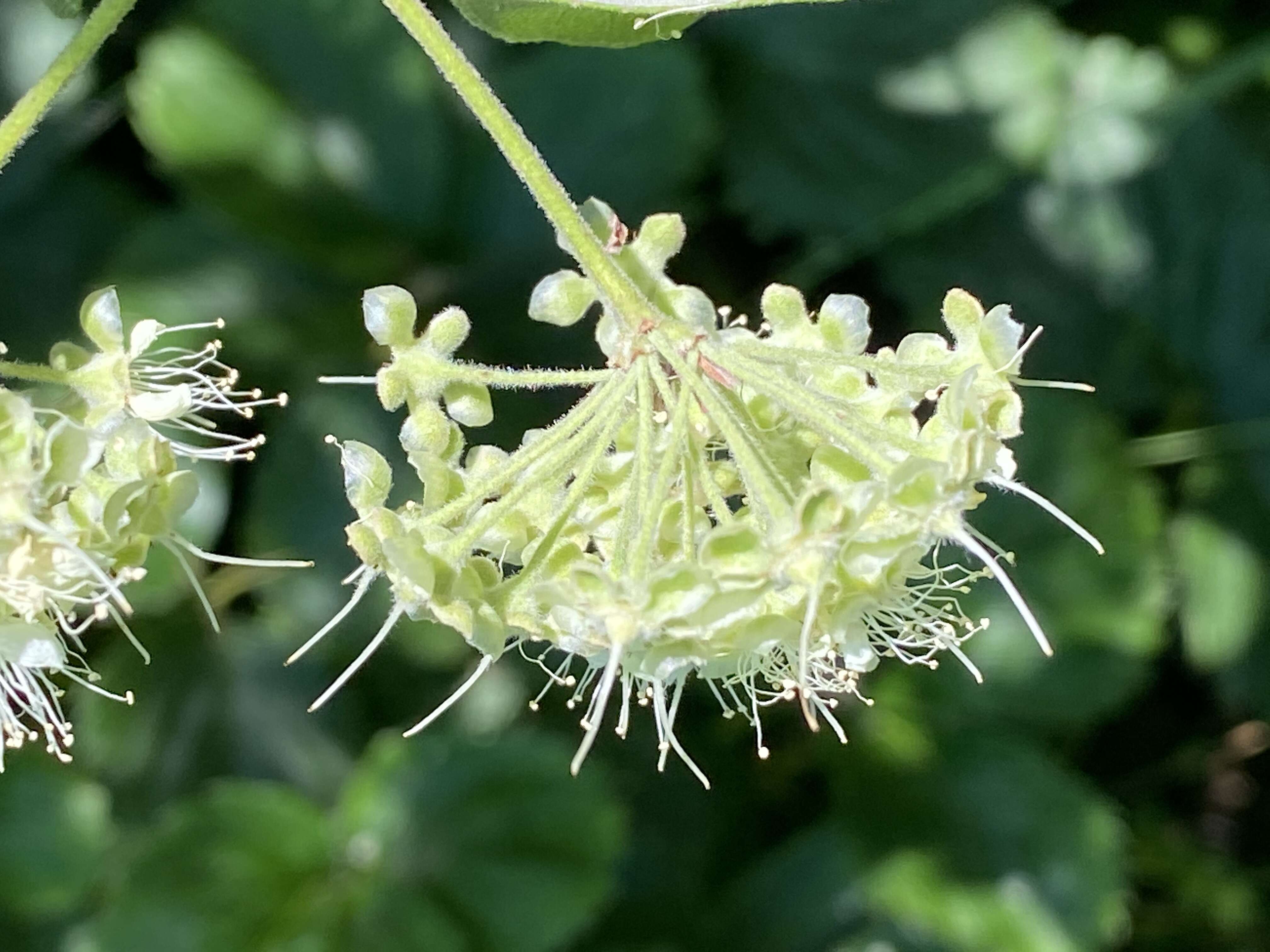 Image of Lemon Myrtle