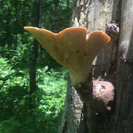 Image of dryad's saddle