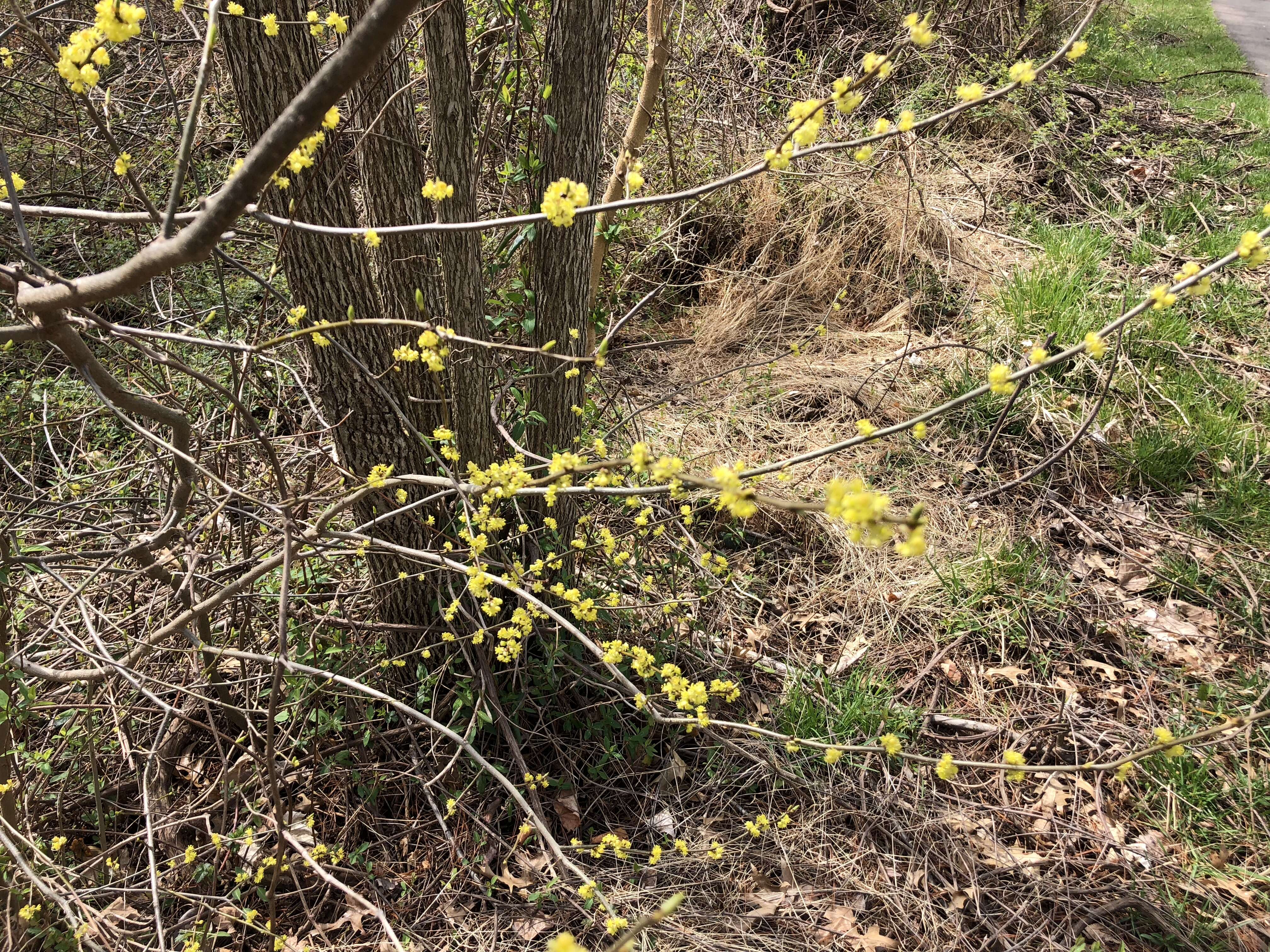 Image of northern spicebush