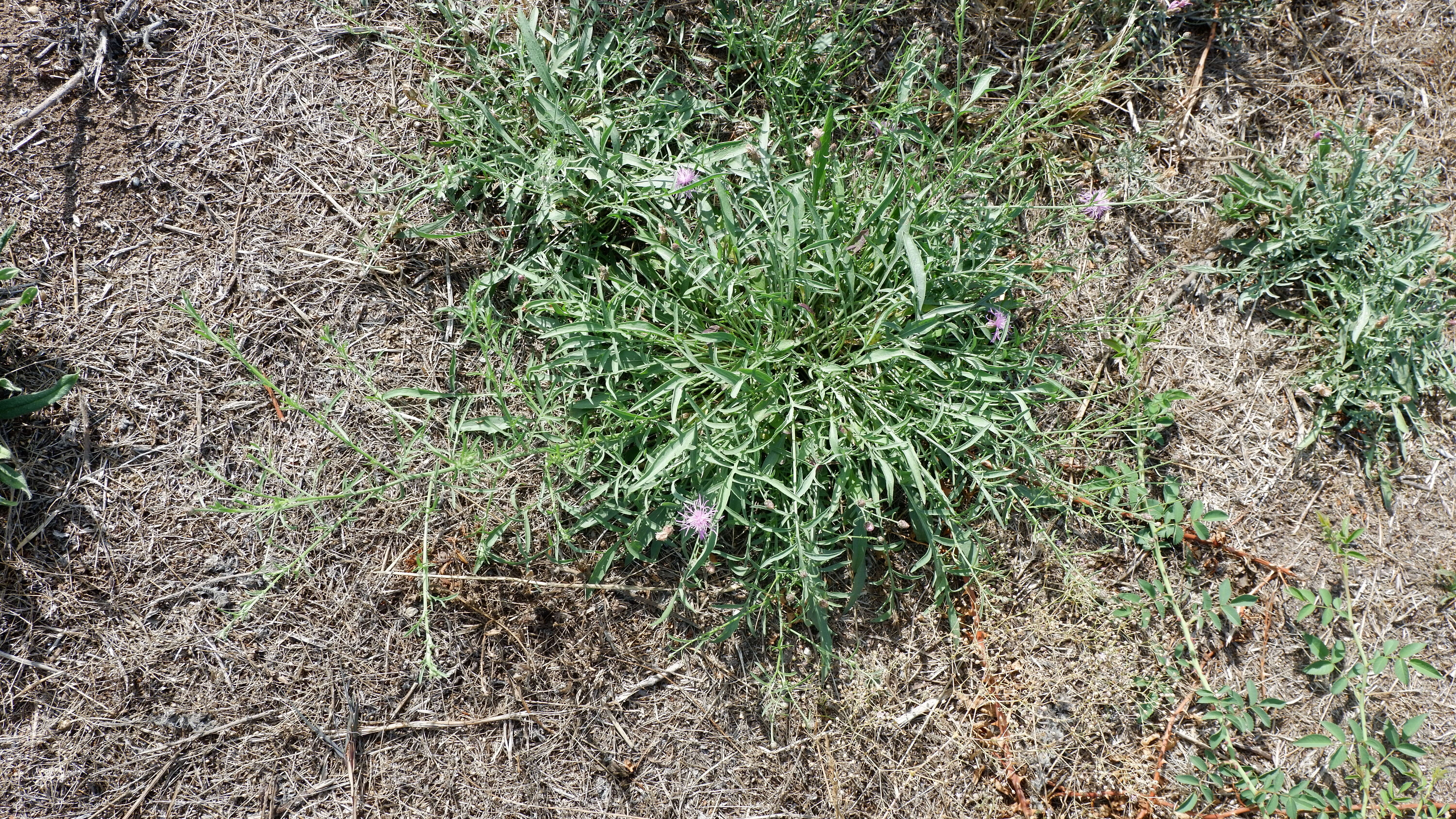 Image of spotted knapweed