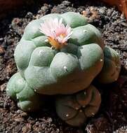 Image of peyote