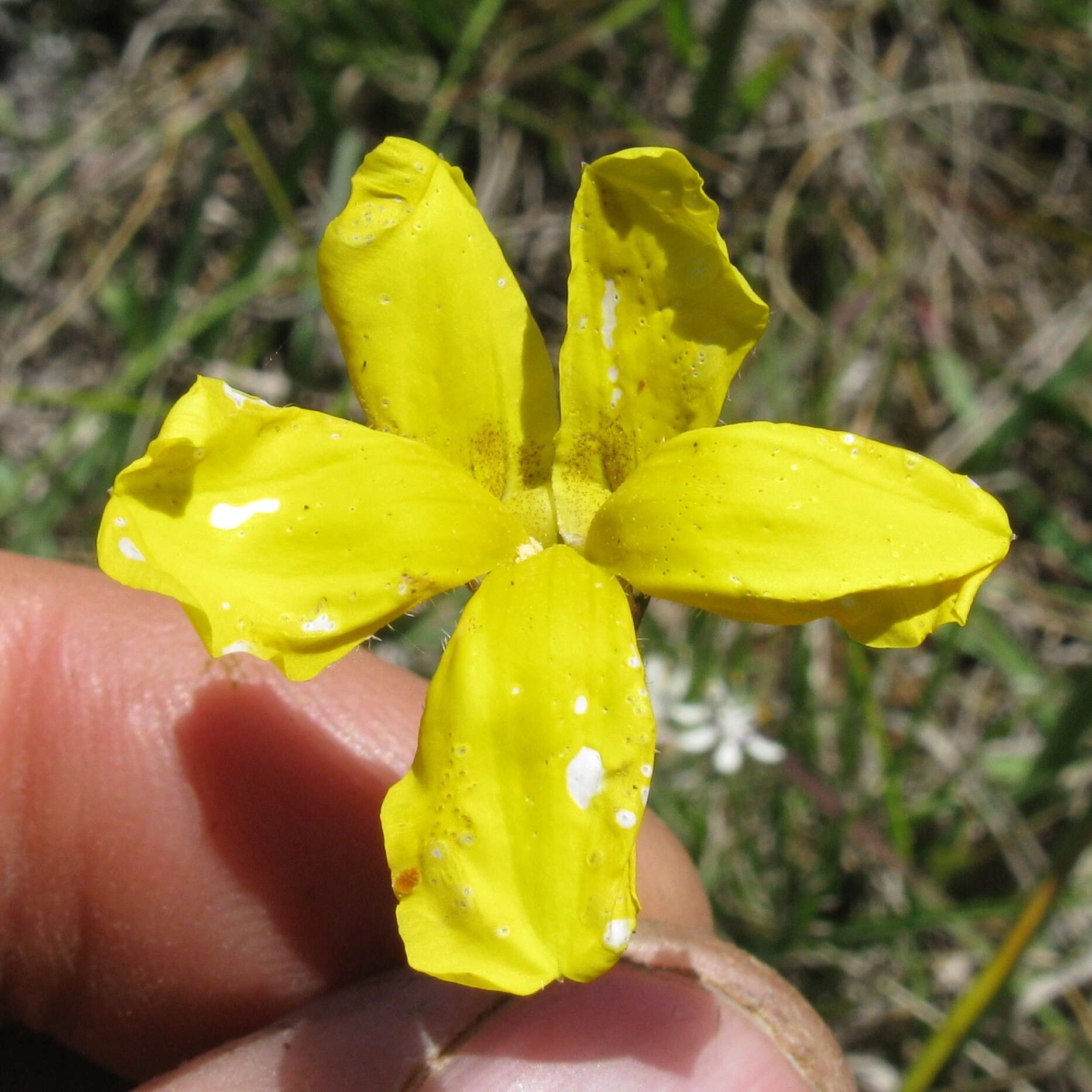 Image of Goodenia pinnatifida Schltdl.